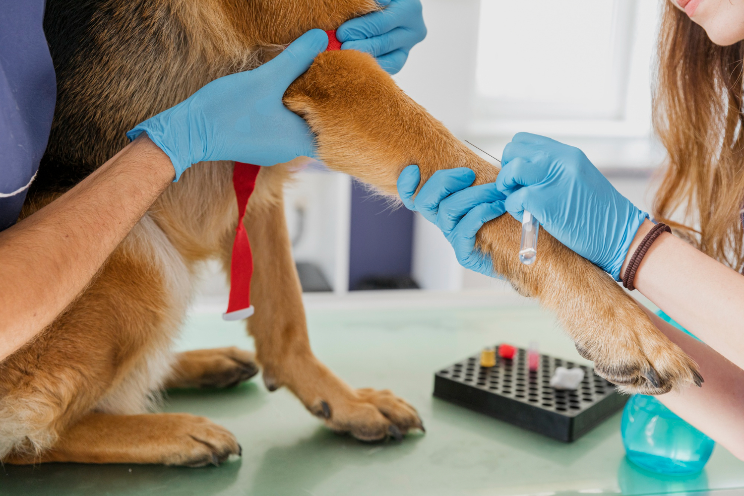 Compassionate pet care at Grace Animal Hospital Holly Springs