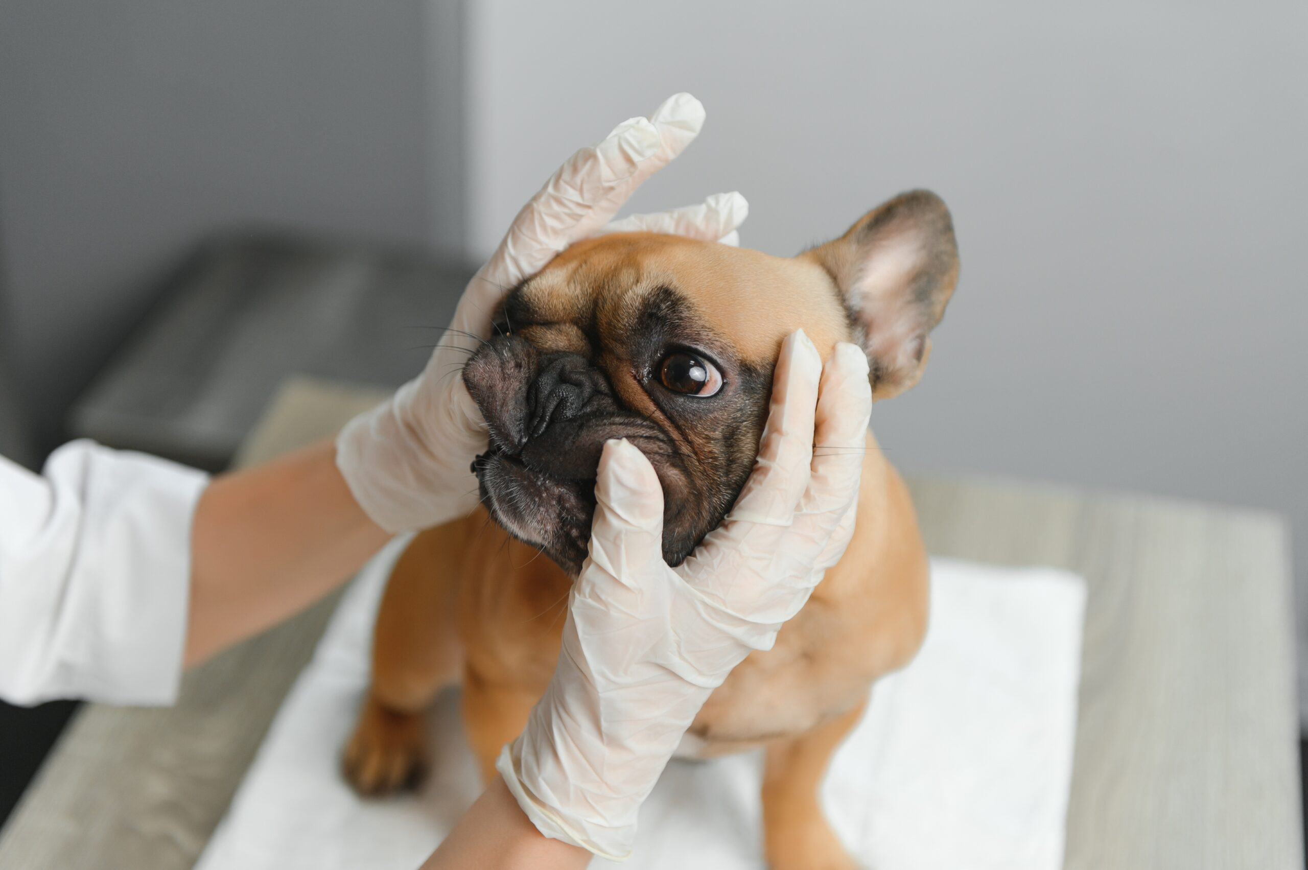 A veterinarian examines a dog. Selective focus on the dog. High quality photo.