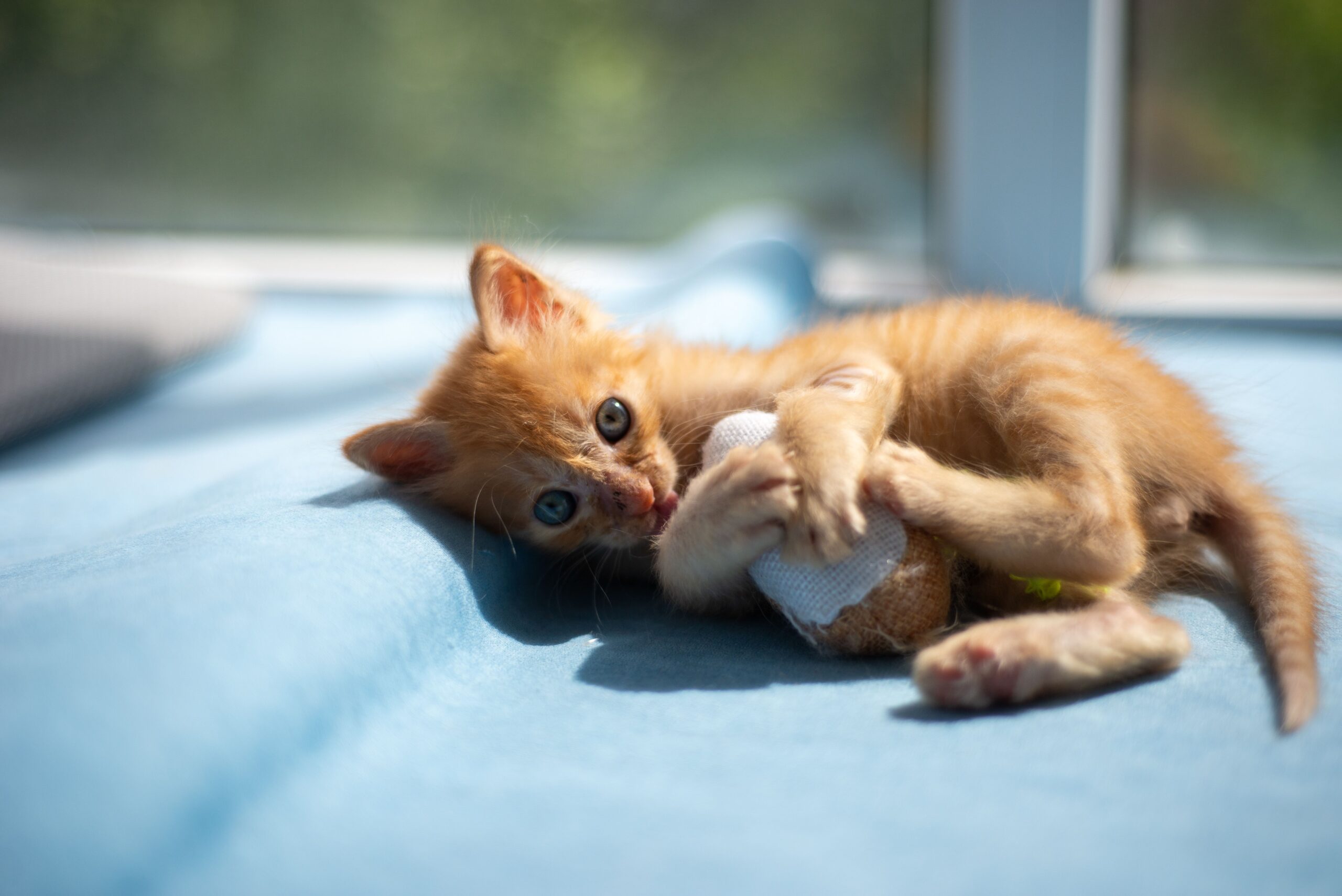 kitten at grace animal hospital
