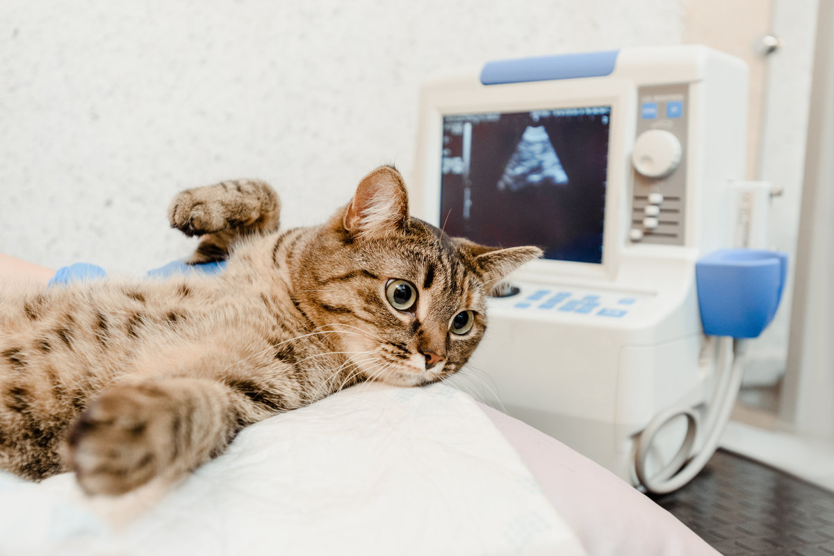 Ultrasound exam of a cat at the veterinary clinic