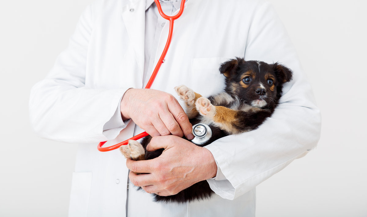 Dog in Vet doctor hands. Doctor veterinarian keeps puppy in hand in white coat with stethoscope. Baby pet on checkup in vet clinic