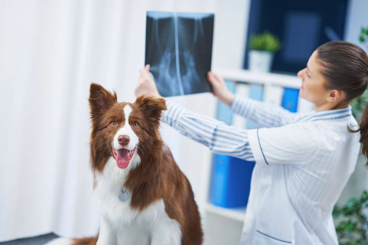 Border collie at the veterinary clinic