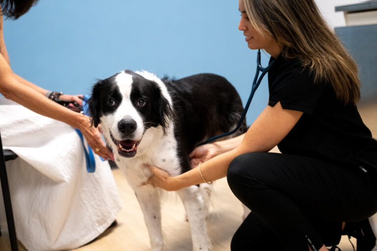 Grace Animal Hospital team photo 1