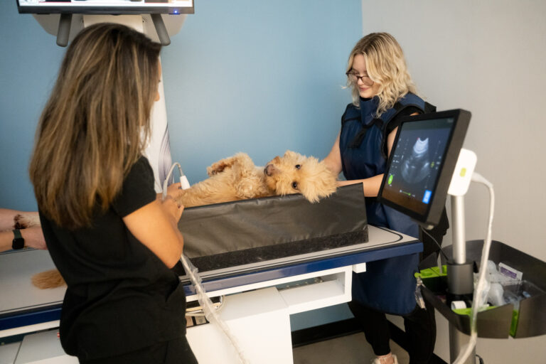 Grace Animal Hospital team photo 9